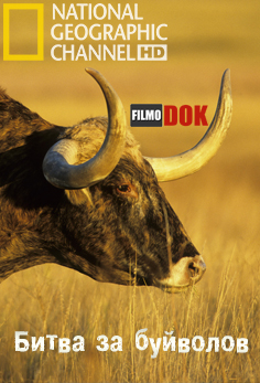 Битва за буйволов / Buffalo Warrior (2007, HD720, National Geographic)
