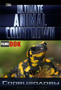 Животные рекордсмены. Сорвиголовы / Ultimate Animal Countdown. Daredevils (2012, National Geographic)