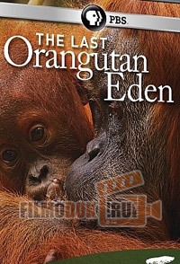 Последний рай орангутанов / The Last Orangutan Eden / 2015