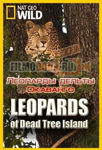 [HD] Леопарды дельты Окаванго / Leopards of Dead Tree Island / 2010