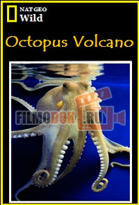 [HD] Вулкан осьминогов (Вулкан и осьминоги) / Octopus Volcano / 2007