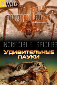 [HD] Удивительные пауки / Incredible spiders / 2015