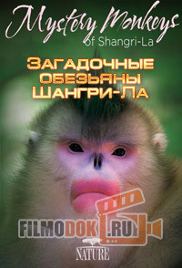 [HD] Загадочные обезьяны Шангри-Ла / Mystery Monkeys of Shangri-La / 2015