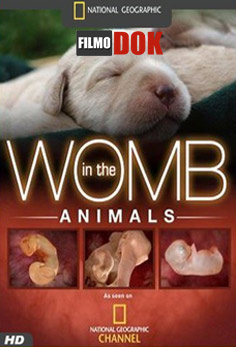 Жизнь до рождения: Животные / In the womb: Animals (2006, HD720, National Geographic)