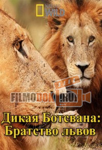 [HD] Дикая Ботсвана: Братство львов / Wild Botswana: Lion Brotherhood / 2014