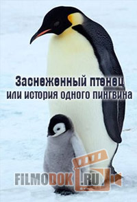 [HD] Заснеженный птенец или История одного пингвина / 2015