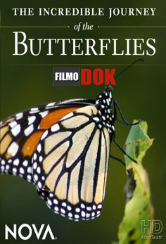Невероятное путешествие бабочек / The Incredible Journey of the Butterflies (2008, HD720)