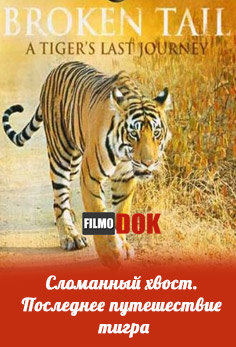 PBS: Сломанный хвост. Последнее путешествие тигра / PBS: Nature - Broken Tail: A Tiger's Last Journey (2011)