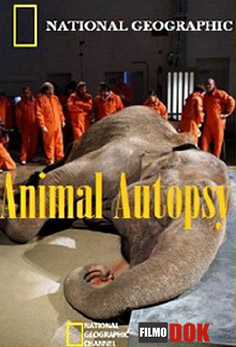 Анатомия крупнейших животных. Слон / Animal Autopsy. The Elephant (2010, HD720, National Geographic)