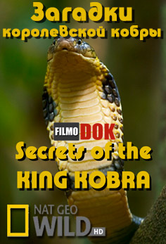 Загадки королевской кобры / Secrets of the King Cobra (2009, HD720, National Geographic)