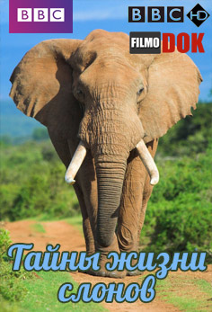BBC. Тайны жизни слонов / BBC. The Secret Life of Elephants (2010, HD720)