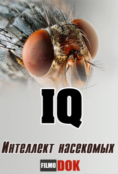 ACADEMIA. Интеллект насекомых (2013, HD720)