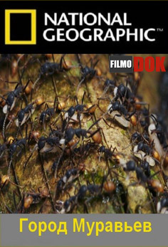 Город муравьёв / National Geographic. City of Ants (2010)