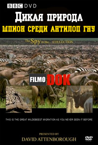 Дикая природа: шпион среди антилоп гну / BBC. Trek: Spy on the Wildebeest (2 серии из 2, 2007)