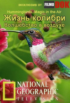 Жизнь колибри. Волшебство в воздухе. / Hummingbirds.Magic in the air (2009, HD720, National Geographic)
