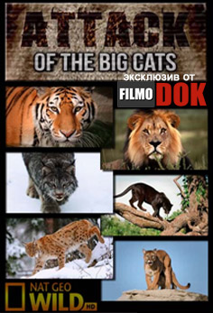 Атака больших кошек / Attack of the big cats (2012, HD720, National Geographic)