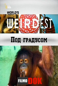 [HD720] Самые странные в мире. Запреты мира животных: Под градусом / World's Weirdest: Happy Hour (2013)