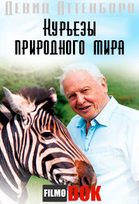 Девид Аттенборо. Курьезы природного мира / David Attenborough's. Natural Curiosities (5 серий из 5, 2012)