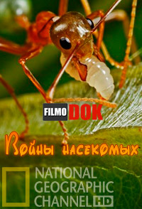 Войны насекомых / National Geographic: Insect Wars (2005, HD720)