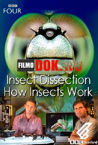 Вивисекция. Как устроены насекомые / ВВС: Insect Dissection: How Insects Work / 2012
