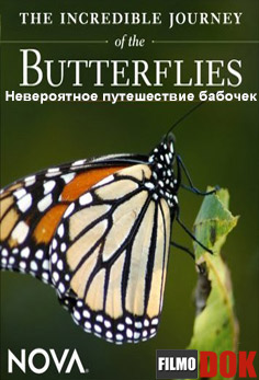 Невероятное путешествие бабочек / The Incredible Journey of the Butterflies (2008 , HD720)