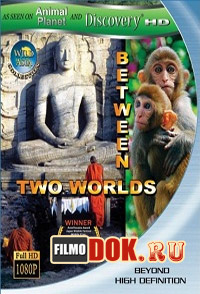 [HD720] Дикая Азия. Между двух миров / Wild Asia: Between Two Worlds / 1998