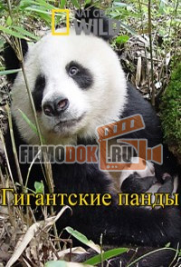 Гигантские панды / National Geographic: Giant Pandas / 2013