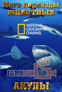 Мега переезды животных. Акулы / Animal Mega Movies. Shark / 2010