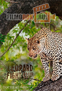 [HD720] Бойцовский клуб для леопарда / Leopard Fight Club / 2013