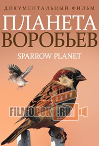 [HD720] Планета воробьев / Sparrow Planet / 2013