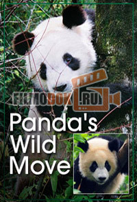 [HD720] Любовное гнездышко для панд / Panda's Wild Move / 2013