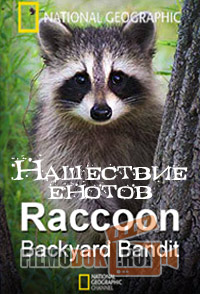 [HD720] Нашествие енотов / Raccoon. Backyard Bandit / 2014 National Geographic