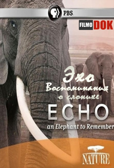 Природа - Эхо: Воспоминания о слонихе / PBS: Nature - Echo: An Elephant to Remember (2010, HD720)