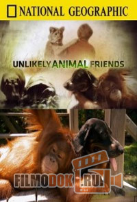 Странная дружба / Unlikely Animal Friends / 2012 National Geographic