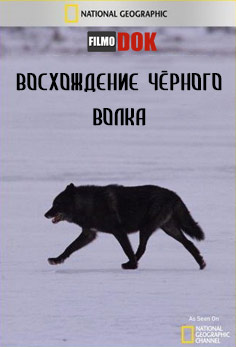 Восхождение чёрного волка / The Rise of Black Wolf (2012, HD720, National Geographic)