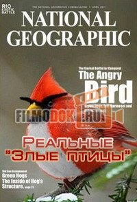 [HD] Реальные "Злые птицы" / Real Angry Birds / 2014