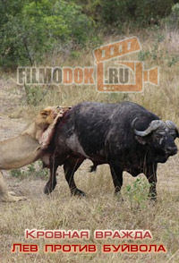 [HD] Кровная вражда. Лев против буйвола / Blood Rivals. Lion vs Buffalo / 2014
